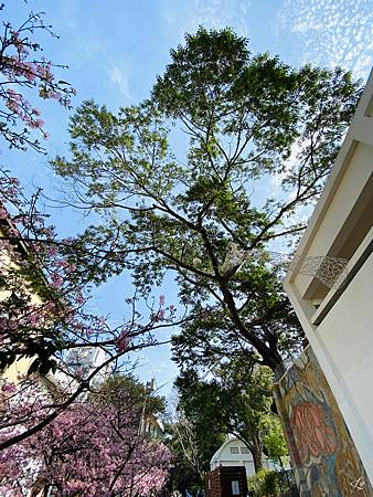 2021 Kawazu Sakura (10).jpg
