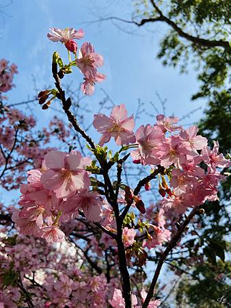 2021 Kawazu Sakura (12).jpg