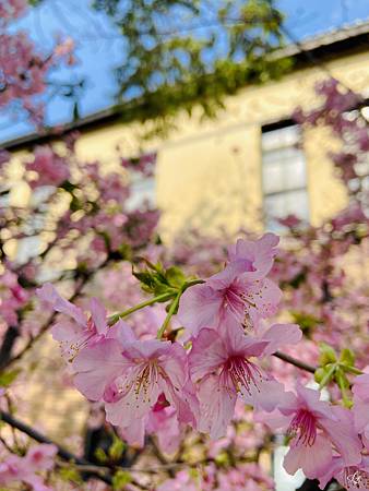 2021 Kawazu Sakura (13).jpg
