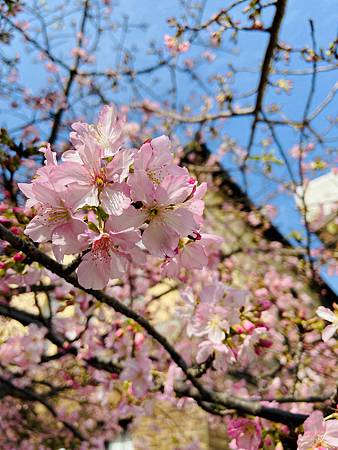 2021 Kawazu Sakura (14).jpg