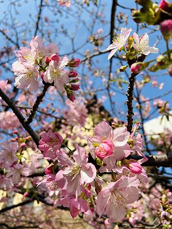 2021 Kawazu Sakura (15).jpg