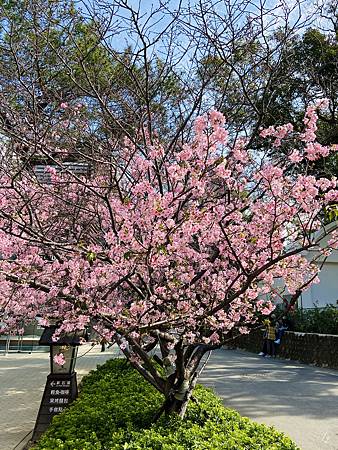 2021 Kawazu Sakura (17).jpg