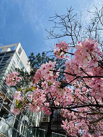 2021 Kawazu Sakura (20).jpg