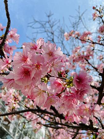 2021 Kawazu Sakura (21).jpg