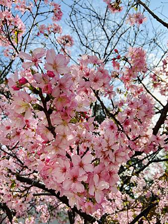 2021 Kawazu Sakura (23).jpg