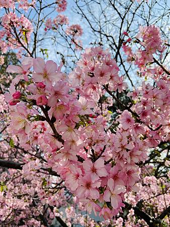 2021 Kawazu Sakura (24).jpg