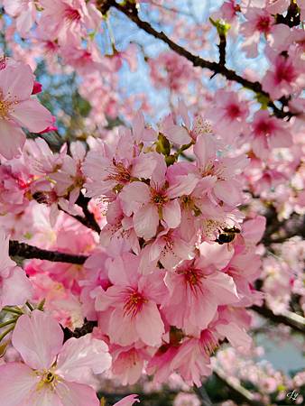2021 Kawazu Sakura (25).jpg