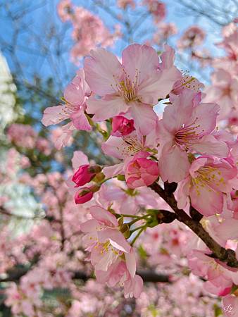2021 Kawazu Sakura (26).jpg