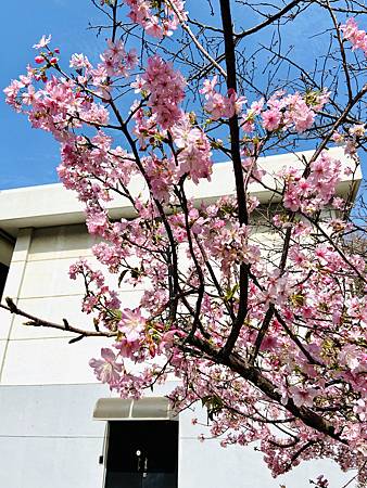 2021 Kawazu Sakura (28).jpg