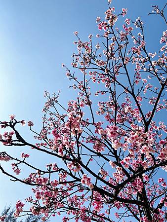 2021 Kawazu Sakura (30).jpg