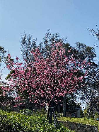 2021 Kawazu Sakura (31).jpg