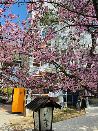 2021 Kawazu Sakura (27).jpg