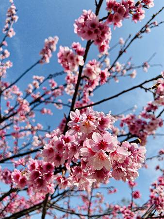 2021 Kawazu Sakura (32).jpg