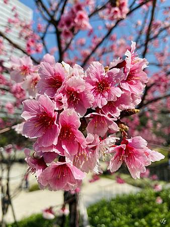 2021 Kawazu Sakura (34).jpg