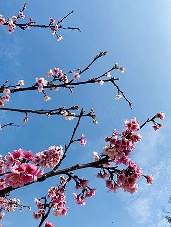 2021 Kawazu Sakura (35).jpg