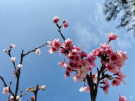 2021 Kawazu Sakura (36).jpg