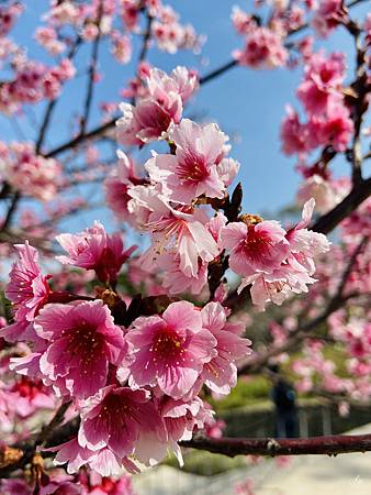 2021 Kawazu Sakura (37).jpg