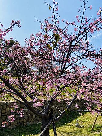 2021 Kawazu Sakura (40).jpg