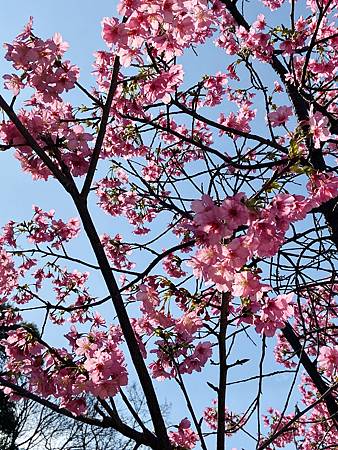 2021 Kawazu Sakura (41).jpg