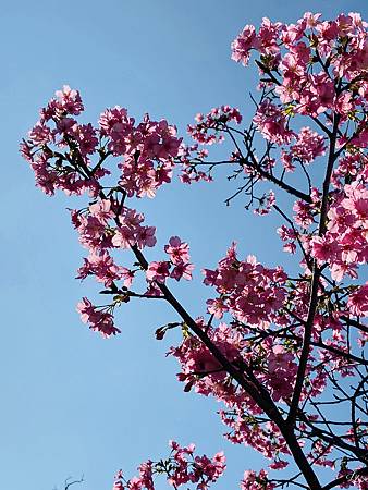 2021 Kawazu Sakura (42).jpg