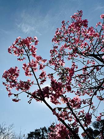 2021 Kawazu Sakura (46).jpg