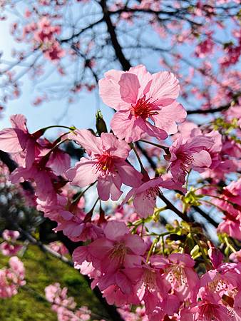 2021 Kawazu Sakura (47).jpg