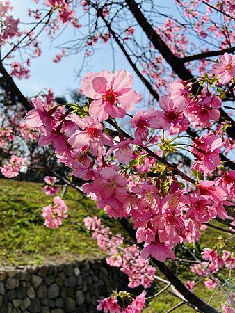 2021 Kawazu Sakura (43).jpg