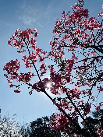 2021 Kawazu Sakura (45).jpg