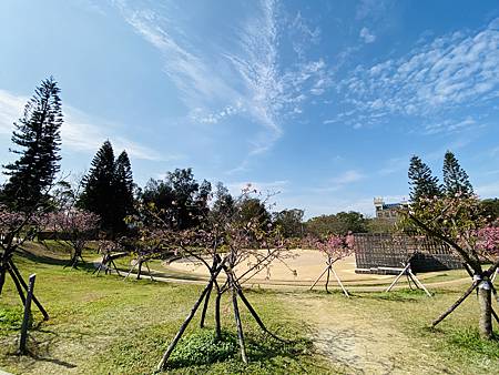 2021 Kawazu Sakura (48).jpg