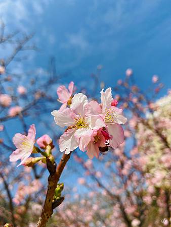 2021 Kawazu Sakura (52).jpg