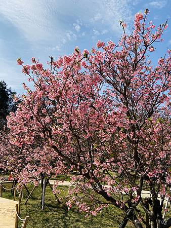 2021 Kawazu Sakura (50).jpg