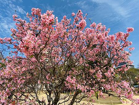 2021 Kawazu Sakura (54).jpg