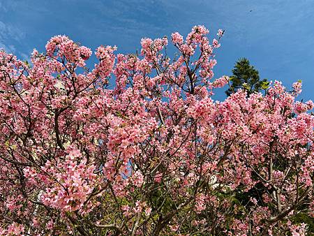 2021 Kawazu Sakura (53).jpg