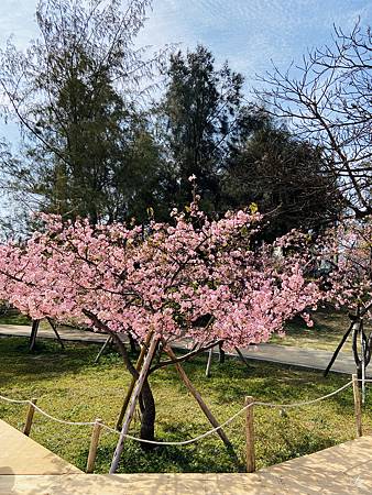 2021 Kawazu Sakura (55).jpg