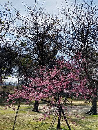 2021 Kawazu Sakura (58).jpg