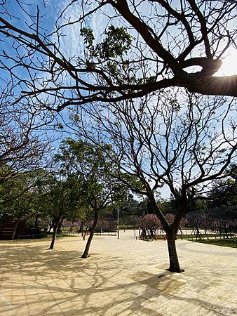 2021 Kawazu Sakura (61).jpg