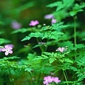 Forest Flowers.jpg