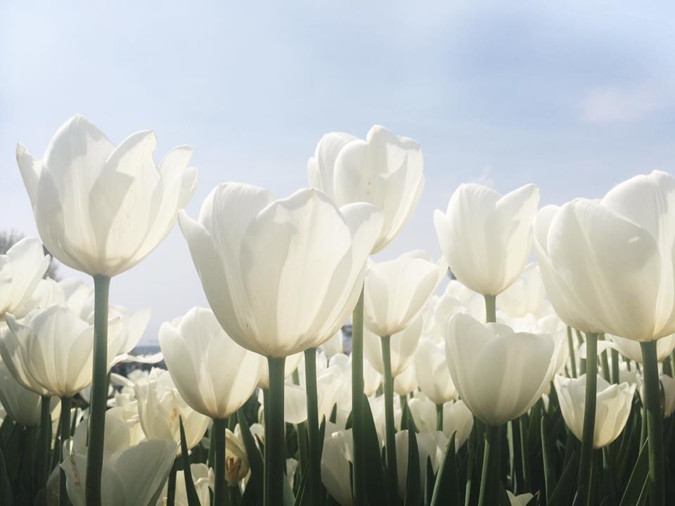 tulip.jpg tulip.jpg