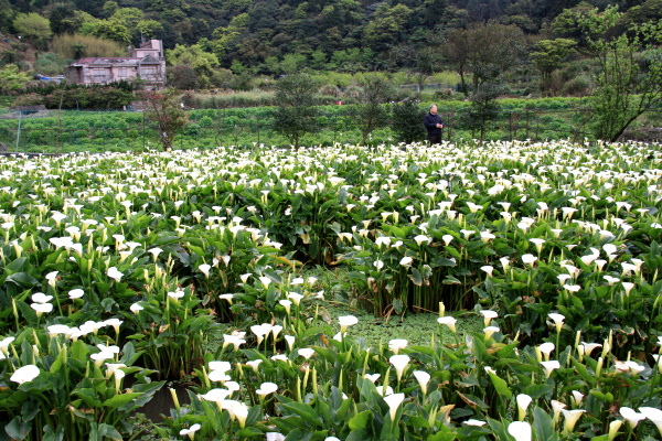 竹子湖賞海芋