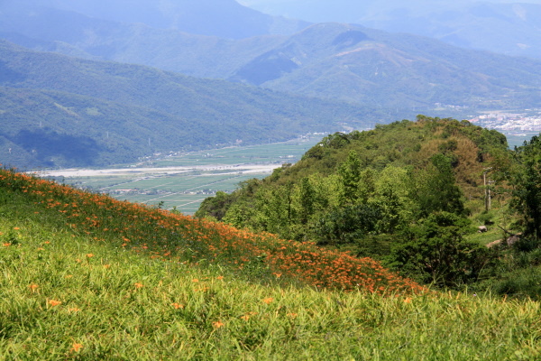 六十石山賞金針