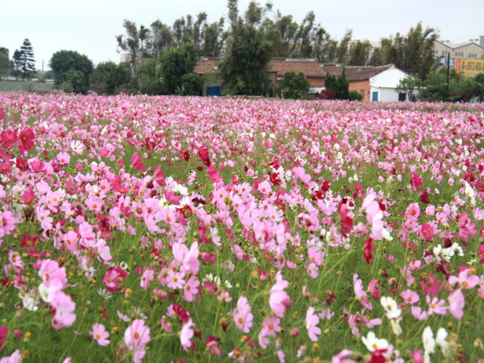 屯山社區波斯菊