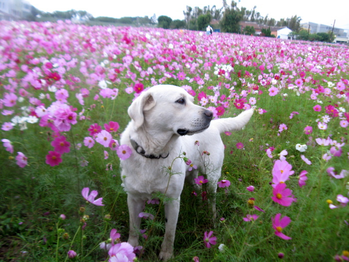 屯山社區波斯菊