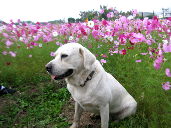 屯山社區波斯菊