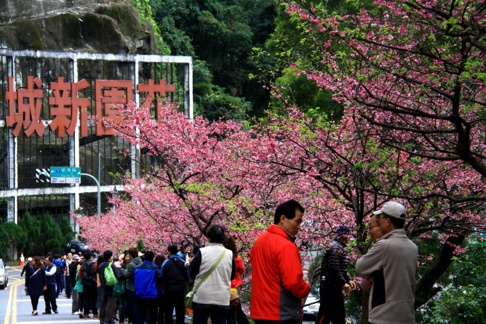 櫻花山城