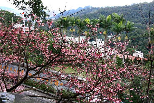 櫻花山城