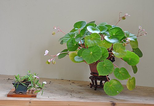 山野草 蘭嶼秋海棠2 草葉集生活與盆栽 痞客邦 山野草 蘭嶼秋海棠2 草葉集生活與盆栽 痞客邦