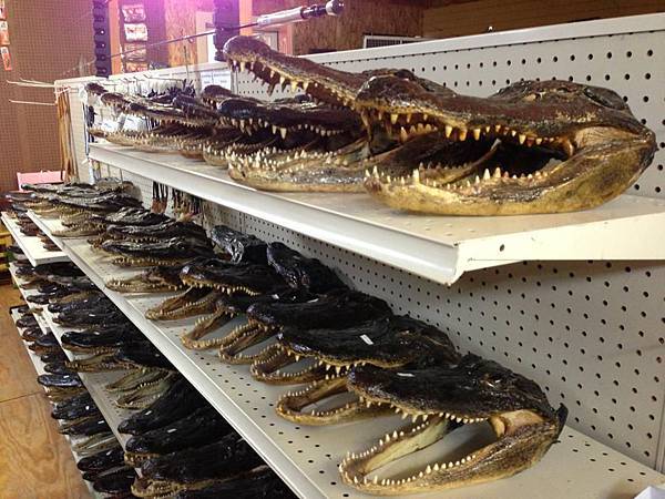 德州拉斐業遊 德州拉斐業遊