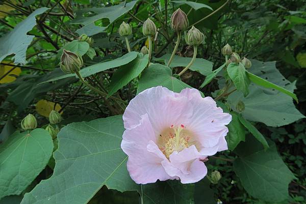 山芙蓉