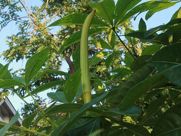 2019色彩繽紛的高雄柴山植物（秋季篇）