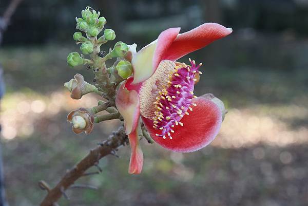 高雄梓官區梓平公園之砲彈樹與其它罕見植物